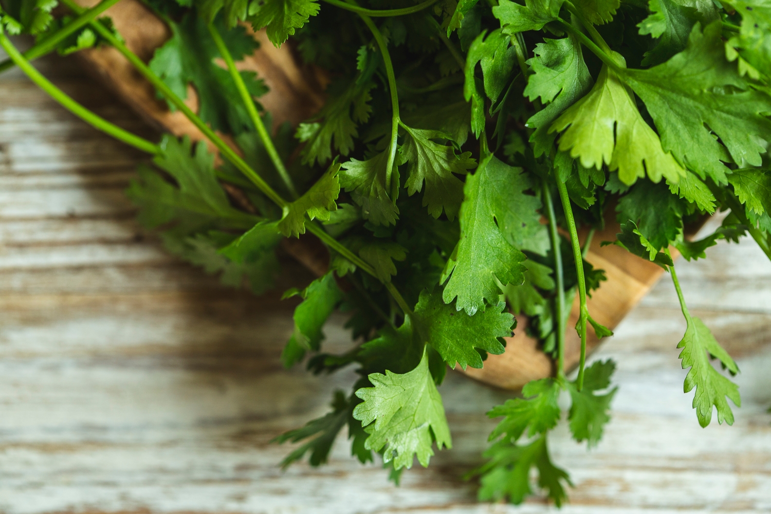 Coriander