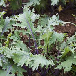 Callaloo Stew