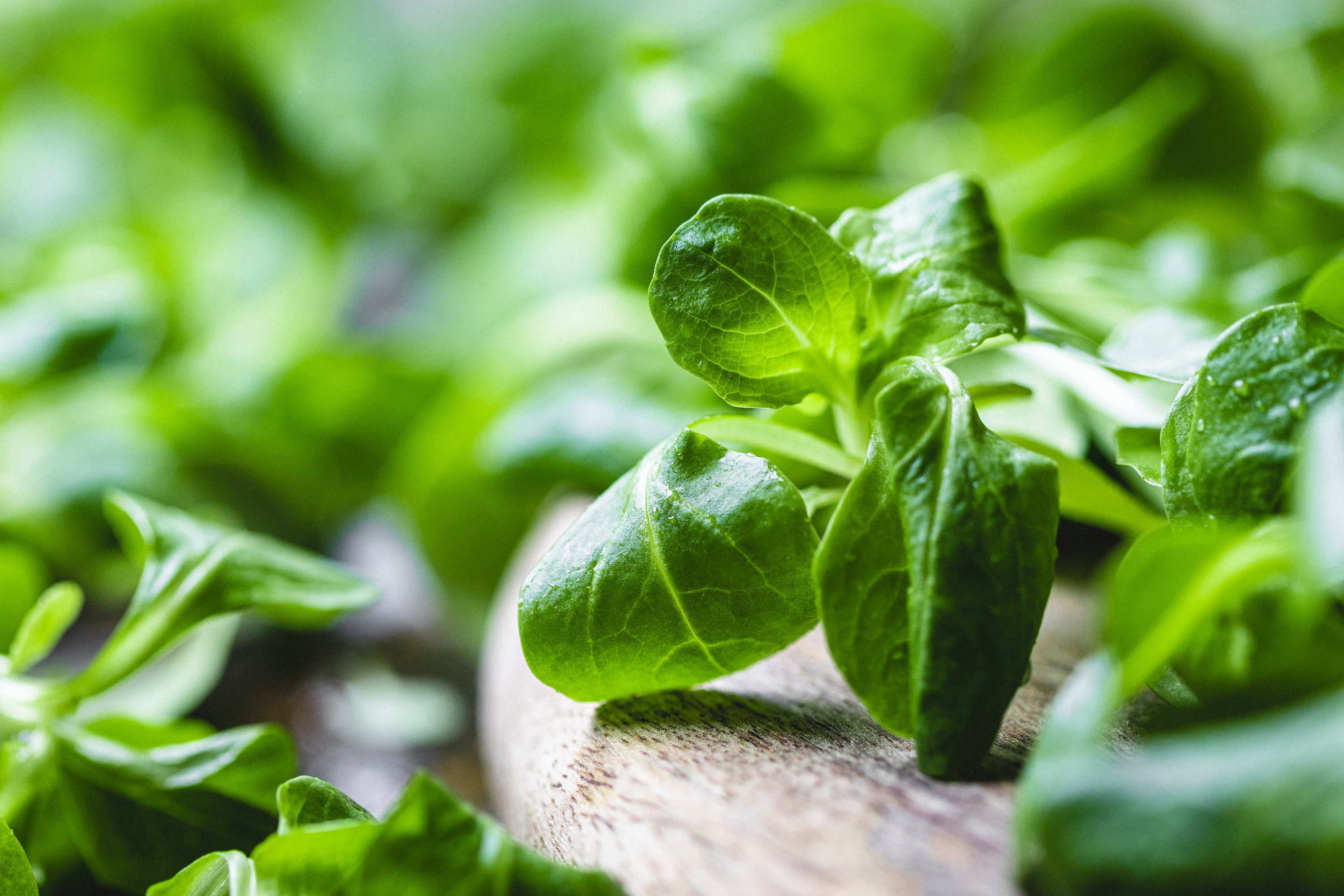 Lamb's lettuce