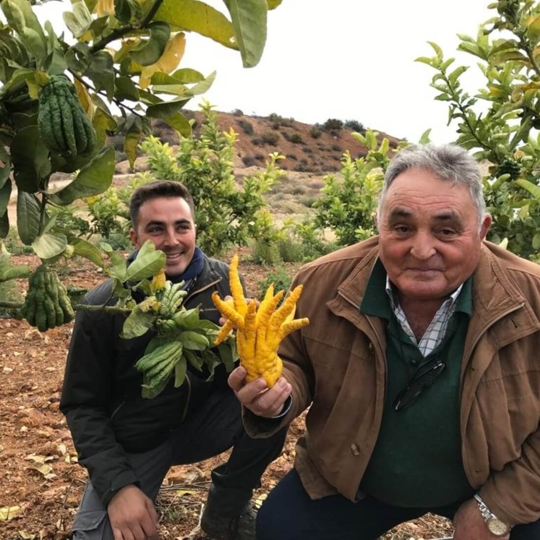 Enriqué Vallejo and his son Juan crouching in a citrus grove holding a buddha's hand fruit.