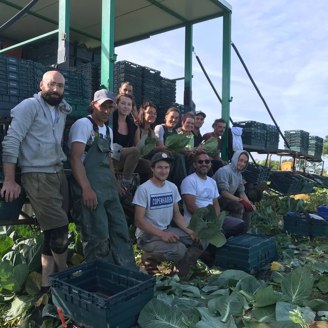 The farm team at Riverford Vendee farm standing beside crates in a field of summer green vegetables.