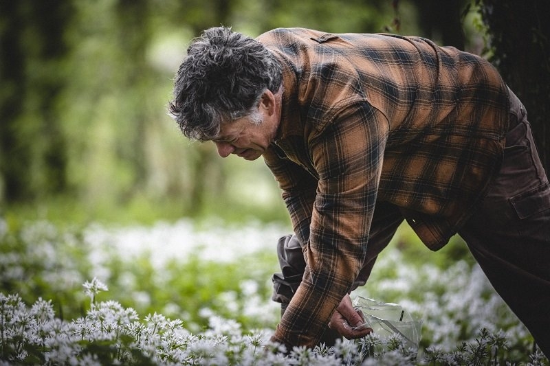 Guy Watson-Singh picking wild garlic on Riverford's Wash Farm.