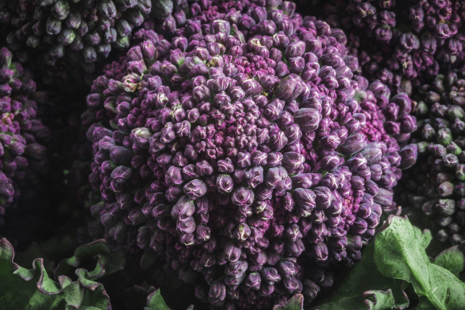 Purple sprouting broccoli