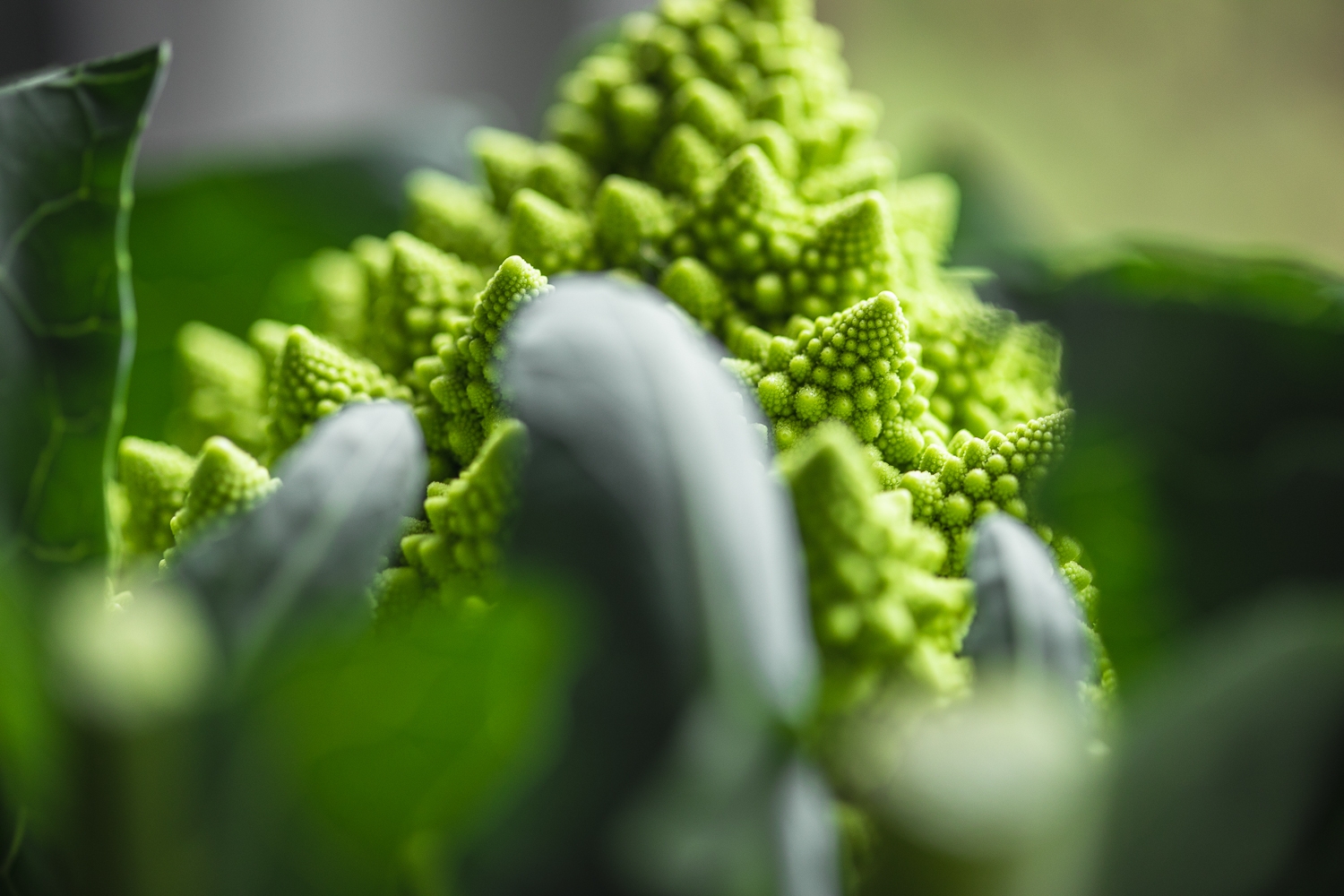 Romanesco cauliflower